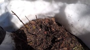 Крупнолистные гортензии после зимы ?