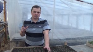 ЗАЧЕМ НУЖНА ПИКИРОВКА. И НУЖНА ЛИ ПИКИРОВКА МОЛОДЫХ РАСТЕНИЙ  ВООБЩЕ?