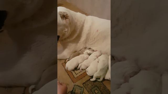 Продажа щенят алабай САО смотреть онлайн