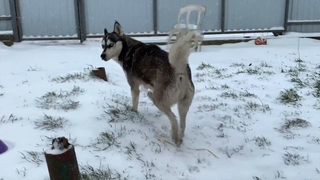 HONDA SABER UA4 2.5 РЕМОНТ ПЕЧКИ, РЕМОНТ СЕРВОПРИВОДА ЗАСЛОНОК ПЕЧКИ СВОИМИ РУКАМИ смотреть онлайн