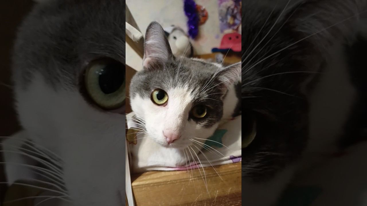 Глаза с душой. #мурзик #кот #питомец #лайк #котики #добро #любовь #человек #душа #видео #глаза смотреть онлайн
