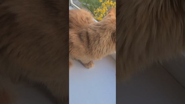 #кот .Леон мой друг, я люблю его рыжий кот ? ? ? счастья в доме. смотреть онлайн