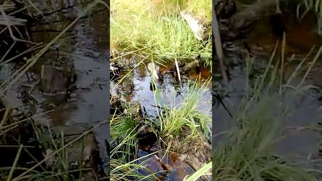 Лесная рябина у ручья. смотреть онлайн