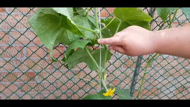 Ейск?Купили массажный стол. Подвязываем огурцы. Где прячется Кузя? Неизвестные жуки)) смотреть онлайн