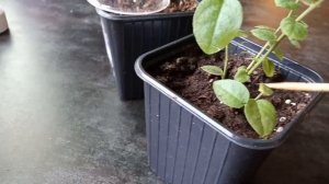 Зимнее размножение голубики черенками и меристемными верхушками в домашних условиях. Дюк, Элизабет