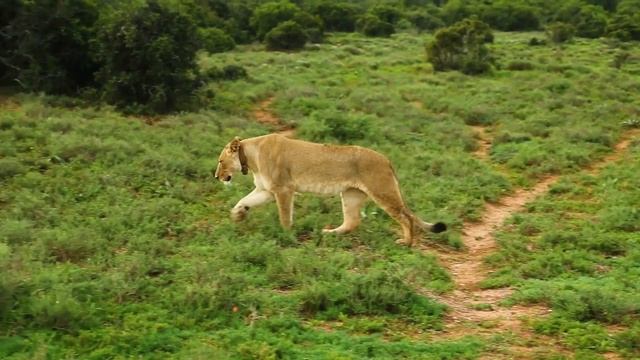 Красота Африки за 7 мин. под музыку смотреть онлайн