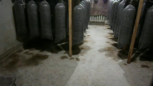 Вешенка. Забивка и проростание грибных блоков. смотреть онлайн