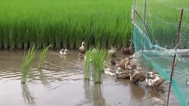 Утиное разведение на рисовом поле - выращивание органического утиного риса в Японии смотреть онлайн