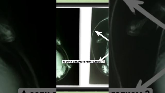 Раздутый ёж #ежики смотреть онлайн