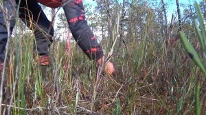 СБОР КЛЮКВЫ 2021! БОЛОТО УСЫПАНО КЛЮКВОЙ!