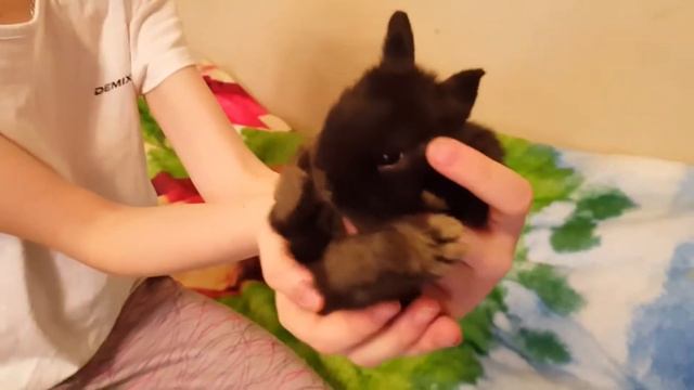 Общительные декоративные крольчата. Веселые кролики. Дачная Жизнь ТВ. смотреть онлайн