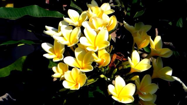 НЕВЕРОЯТНЫЙ ОСТРОВ БАЛИ! Bali, Indonesia, 2017 смотреть онлайн