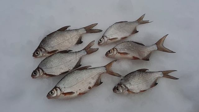 ГУСТЕРА СО ЛЬДА, ВЕСЕННИЙ КЛЕВ РЫБЫ НА ВОЛЬФРАМОВЫЙ ШАР смотреть онлайн