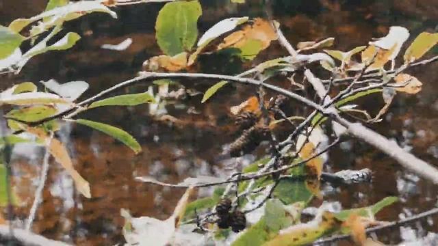 VID 20220920 155015 Счастье бывает и у кошки...1916 (Н. Клюев)...Павел Васильев Лахтинский смотреть онлайн