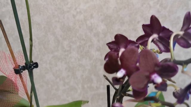 Орхидеи Черная жемчужина и Черная птичка. Сравним.. смотреть онлайн