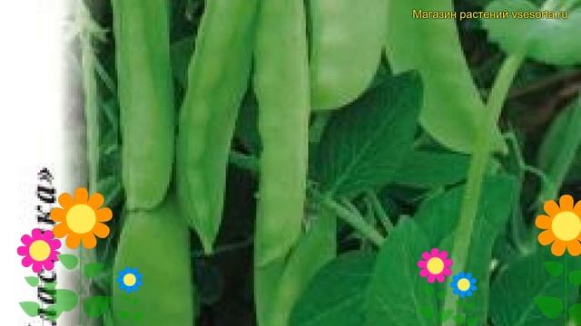 Горох сахарный. Краткий обзор, описание характеристик, где купить семена Pisum Sativum Амброзия