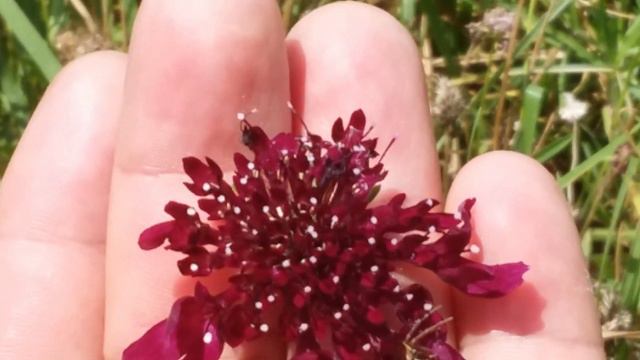 Scabiosa atropurpurea / Viuda morada / Viudita / Bella dama / Bella madre смотреть онлайн