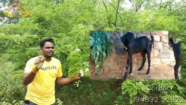 Glyricidia / Quick stick (Gliricidia sepium) Tree - Fodder Cultivation Practices & Importance in Ta смотреть онлайн