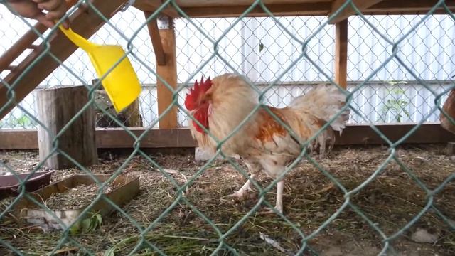 Агрессивный петух породы 