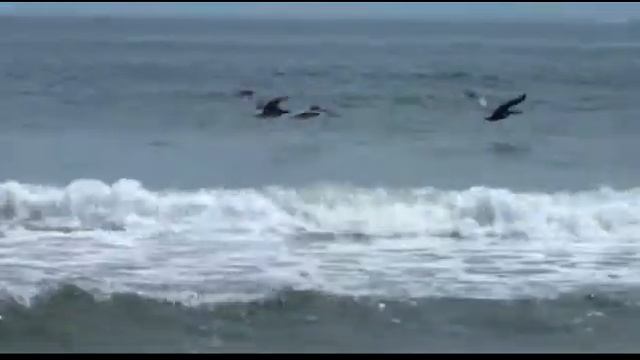 Jumping off a cliff and horse shoe crab part 8 смотреть онлайн