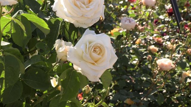 роза Джардина, Вен роза Вайт - Белый Высоцкий, Ловита. питомник роз полины козловой rozarium.biz смотреть онлайн