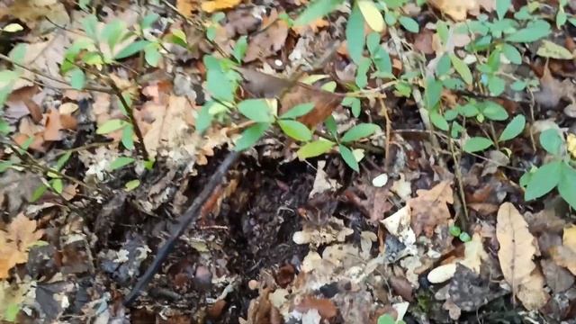 Ценный ежовик гребенчатый и полубелые в Севастополе смотреть онлайн