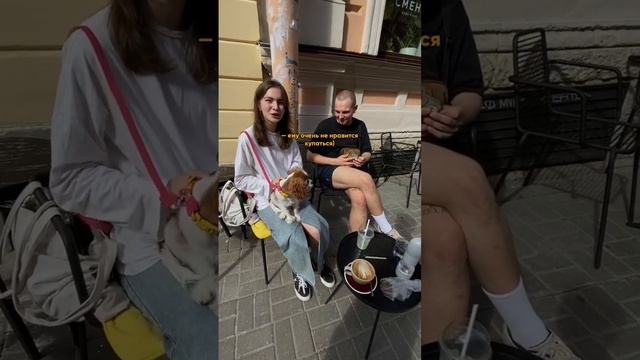 Фотосессия для маленького и милого Кавалер кинг-чарльз-спаниеля смотреть онлайн