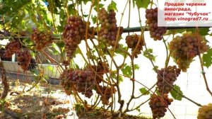 Виноград КЛАСС - крупные грозди и ягоды, ранний, с мускатным ароматом ягод. Заменит Памяти учителя?