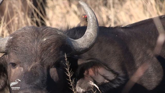 Symbiotic Harmony: Oxpecker Birds Cleaning Buffalos смотреть онлайн