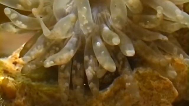 © Очень оригинальный способ размножения актинии конской Actinia equina в аквариуме смотреть онлайн