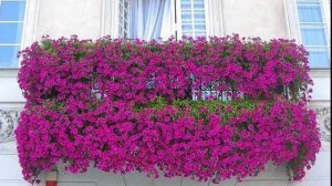 Цветущий балкон более 100 идей | Цветы на балконе