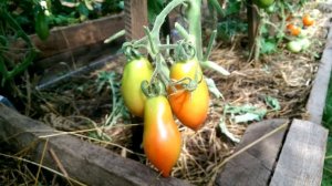 Классные томатики Сибирский пируэт от Ольги Черновой