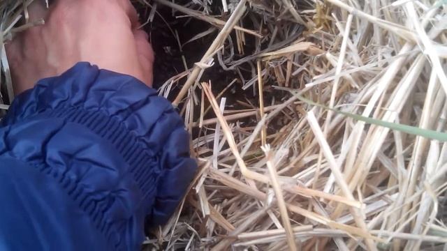 Посадка и выращивание арахиса. Часть 1 смотреть онлайн