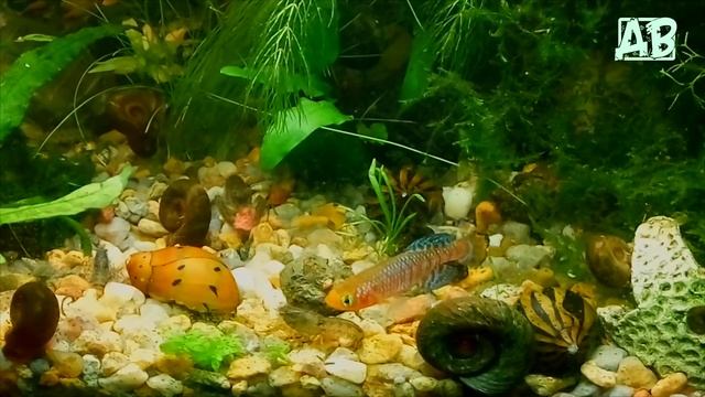 МОИ АКВАРИУМЫ В ОКТЯБРЕ! НОВЫЕ РЫБКИ И РАСТЕНИЯ! А ТАК ЖЕ ОБО ВСЕМ ПО НЕМНОГУ ИЗ ИХ ЖИЗНИ