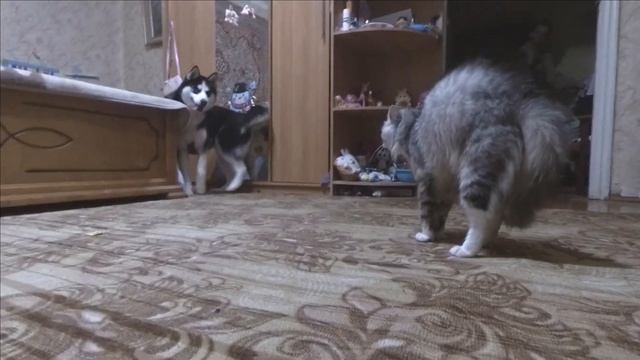 Знакомвство Хаски с котом. смотреть онлайн