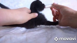 ?Как выходить новорожденного котенка до месяца.