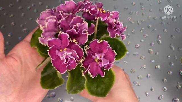 Опять цветут НОВИНКИ! Много разочарований. Зима Улыбается, Шанжан, Галактический Шторм, Мерелин Мон смотреть онлайн