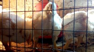 кобб 500 в 23 дня, приехали россы 308.