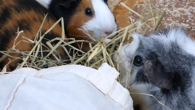 How to Play with your Guinea Pigs & Boredom Breakers смотреть онлайн