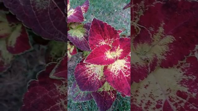 Колеус гибридный 