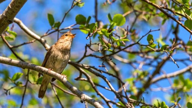 Пение птиц.Звуки природы.Sounds of birds смотреть онлайн