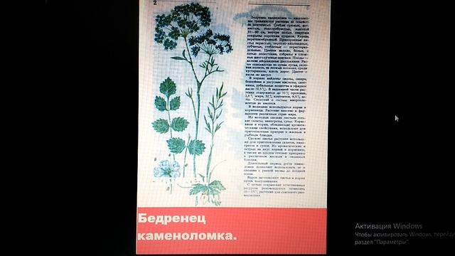 БЕДРЕНЕЦ КАМЕНОЛОМКА.