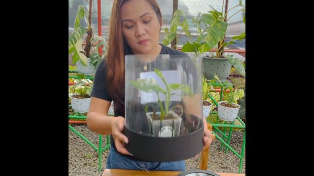 Unboxing Monstera Adansonii Aurea Varigata… смотреть онлайн