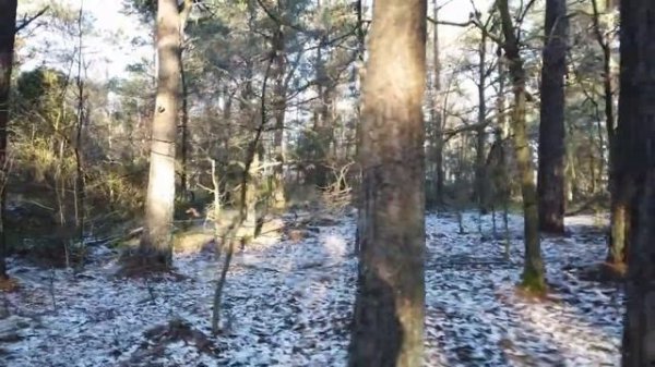 Should I take a job as a remote Java developer?