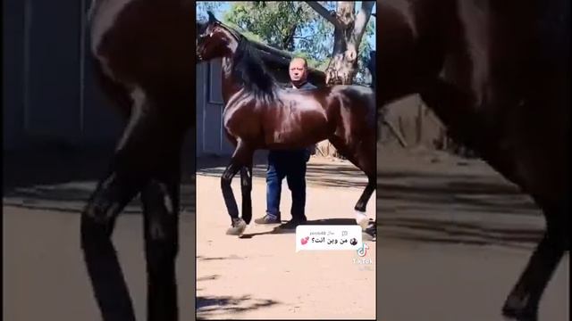 Самый красивый конь в мире | The most beautiful horse in the world смотреть онлайн