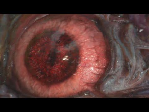 ПЕРВЫЙ БОСС ► Resident Evil 2 #3 смотреть онлайн