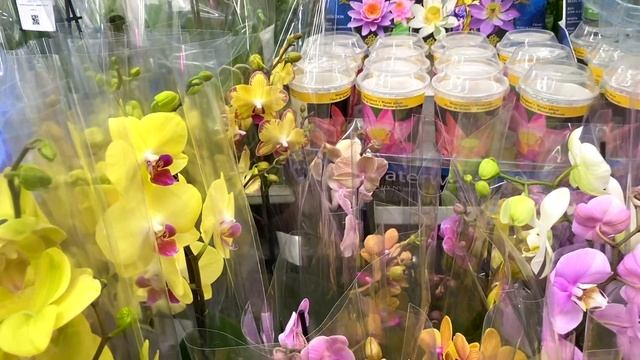 ОБЗОР новых орхидей по 455 рублей в Леруа Мерлен смотреть онлайн