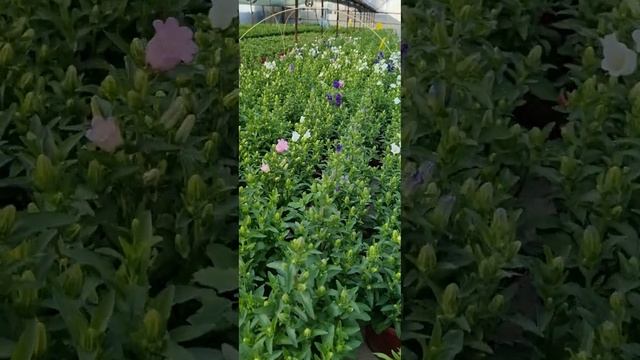 Кампанула медиум гуллари обзор смотреть онлайн