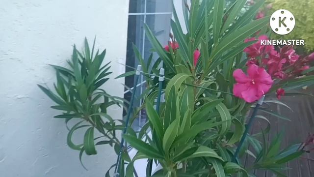 Олеандр. Идеальное растение для горшечного сада. смотреть онлайн