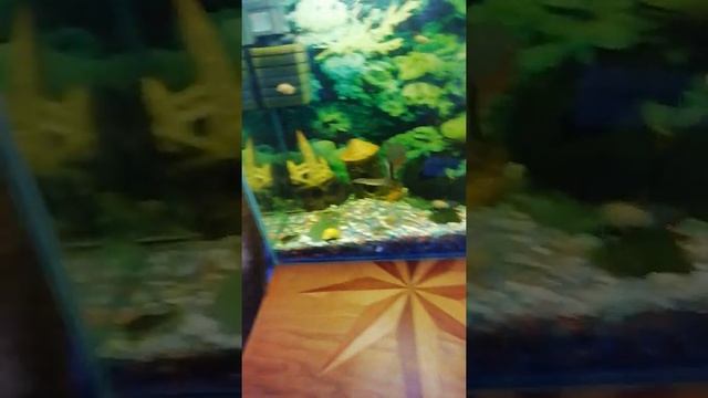 Рассказываю про рыбу нож смотреть онлайн